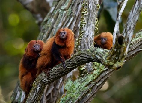 Brazil’s golden monkey rebounds from near-extinction
